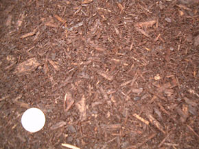 Pine Mulch